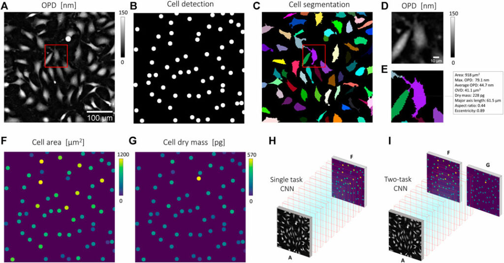 CNN-Based Cell Analysis: From Image to Quantitative Representation 02 img