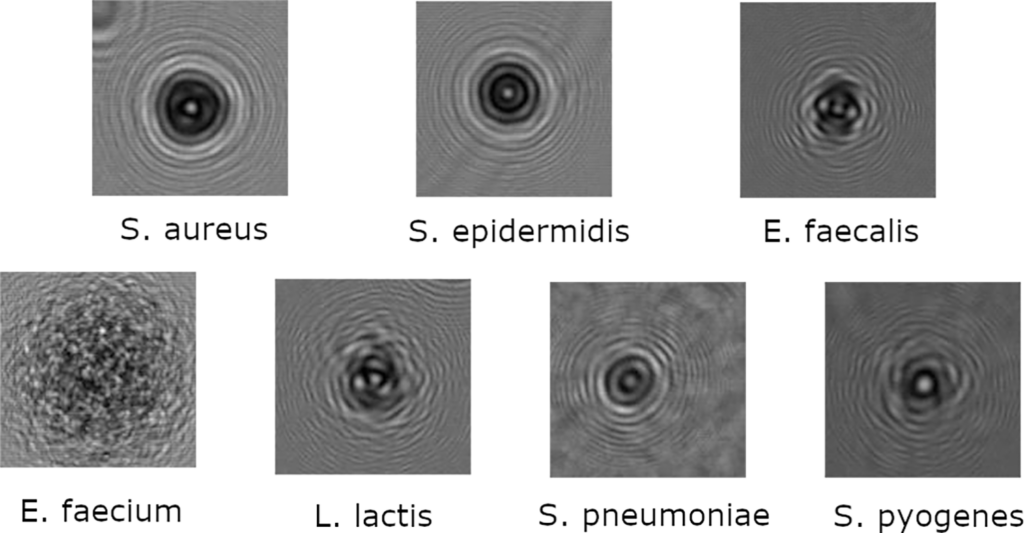 Spatio-temporal based deep learning for rapid detection and identification of bacterial colonies through lens-free microscopy time-lapses
